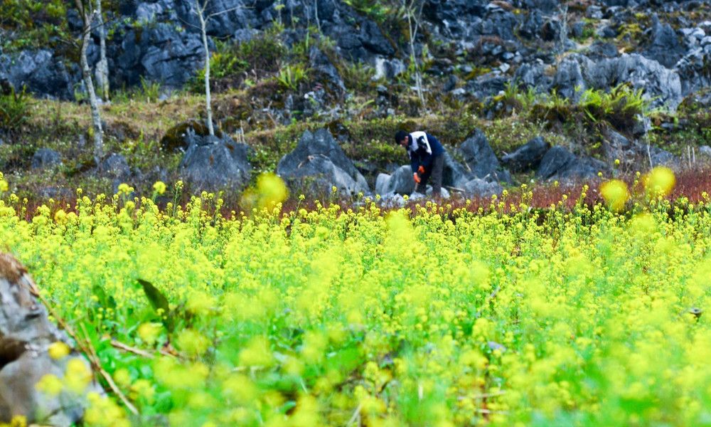 ha-giang-canola-flowers-and-highland-festivals